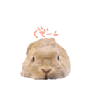 うさぎのエル（個別スタンプ：23）