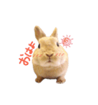 うさぎのエル（個別スタンプ：24）