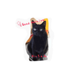 osigoto neko（個別スタンプ：1）