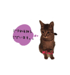 osigoto neko（個別スタンプ：7）