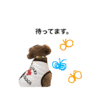 トイプーのスーちゃん（個別スタンプ：11）