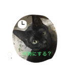 黒猫ハチワレ(てきとー)（個別スタンプ：1）