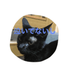 黒猫ハチワレ(てきとー)（個別スタンプ：2）