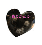黒猫ハチワレ(てきとー)（個別スタンプ：3）