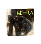 黒猫ハチワレ(てきとー)（個別スタンプ：4）