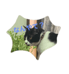 黒猫ハチワレ(てきとー)（個別スタンプ：5）