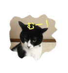 黒猫ハチワレ(てきとー)（個別スタンプ：8）