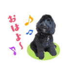 コッカプー犬ルナちゃんのスタンプ（個別スタンプ：1）