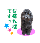コッカプー犬ルナちゃんのスタンプ（個別スタンプ：3）