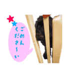 コッカプー犬ルナちゃんのスタンプ（個別スタンプ：4）