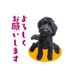 コッカプー犬ルナちゃんのスタンプ（個別スタンプ：5）