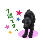コッカプー犬ルナちゃんのスタンプ（個別スタンプ：8）