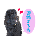 コッカプー犬ルナちゃんのスタンプ（個別スタンプ：9）