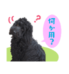 コッカプー犬ルナちゃんのスタンプ（個別スタンプ：10）