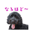 コッカプー犬ルナちゃんのスタンプ（個別スタンプ：11）