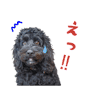 コッカプー犬ルナちゃんのスタンプ（個別スタンプ：12）