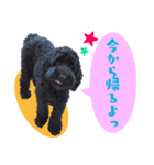 コッカプー犬ルナちゃんのスタンプ（個別スタンプ：13）
