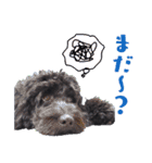 コッカプー犬ルナちゃんのスタンプ（個別スタンプ：16）