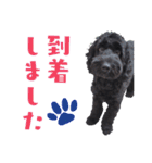 コッカプー犬ルナちゃんのスタンプ（個別スタンプ：17）