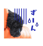 コッカプー犬ルナちゃんのスタンプ（個別スタンプ：19）