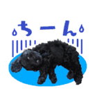 コッカプー犬ルナちゃんのスタンプ（個別スタンプ：20）