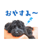 コッカプー犬ルナちゃんのスタンプ（個別スタンプ：23）