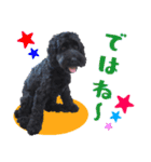 コッカプー犬ルナちゃんのスタンプ（個別スタンプ：24）
