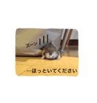 ブルーサファイアのぼんちゃま（個別スタンプ：13）
