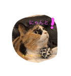 cat mike（個別スタンプ：1）