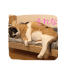 cat mike（個別スタンプ：2）