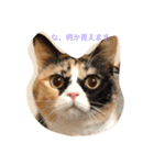 cat mike（個別スタンプ：3）