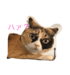 cat mike（個別スタンプ：4）