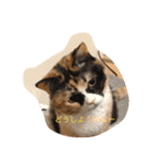cat mike（個別スタンプ：6）