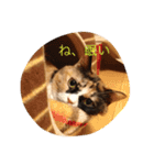 cat mike（個別スタンプ：8）