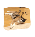 cat mike（個別スタンプ：9）