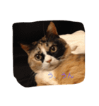 cat mike（個別スタンプ：10）