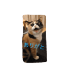 cat mike（個別スタンプ：11）