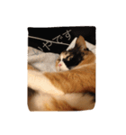 cat mike（個別スタンプ：12）