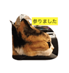 cat mike（個別スタンプ：14）