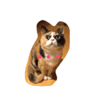 cat mike（個別スタンプ：15）