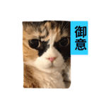 cat mike（個別スタンプ：16）