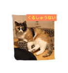 cat mike（個別スタンプ：17）