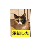 cat mike（個別スタンプ：18）