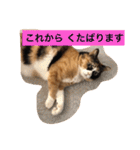 cat mike（個別スタンプ：19）