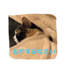 cat mike（個別スタンプ：20）