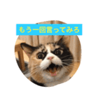 cat mike（個別スタンプ：21）