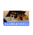 cat mike（個別スタンプ：22）