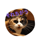 cat mike（個別スタンプ：23）