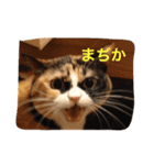 cat mike（個別スタンプ：24）