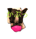 seromon（個別スタンプ：15）